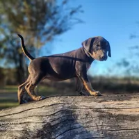Tracy Female 1, a female Catahoula Leopard Dog for sale in Cumby, TX – Photo 8 of 8