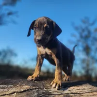 Tracy Female 1, a female Catahoula Leopard Dog for sale in Cumby, TX – Photo 5 of 8