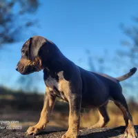 Tracy Female 1, a female Catahoula Leopard Dog for sale in Cumby, TX – Photo 4 of 8