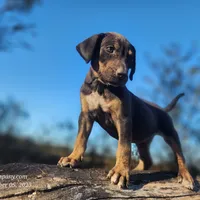 Tracy Female 1, a female Catahoula Leopard Dog for sale in Cumby, TX – Photo 7 of 8