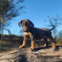 Tracy Female 1, a female Catahoula Leopard Dog for sale in Cumby, TX – Photo 1 of 8