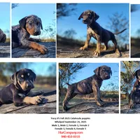 Tracy Female 1, a female Catahoula Leopard Dog for sale in Cumby, TX – Photo 2 of 8