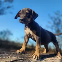 Tracy Female 1, a female Catahoula Leopard Dog for sale in Cumby, TX – Photo 6 of 8
