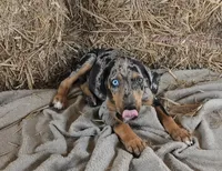 Jesse 2026 Female 5, a male Catahoula Leopard Dog for sale in Cumby, TX – 8 of 10