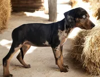 Jesse 2026 Female 4, a male Catahoula Leopard Dog for sale in Cumby, TX – 5 of 9