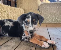 Moon Shine 2026 Female 1, a female Catahoula Leopard Dog for sale in Cumby, TX – 7 of 9