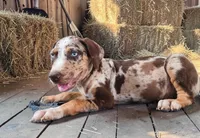 Moon Shine 2026 Female 2, a female Catahoula Leopard Dog for sale in Cumby, TX – 3 of 8