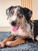 Bug 2026 Male 2, a male Catahoula Leopard Dog for sale in Cumby, TX – 6 of 6