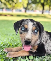 Moon Shine 2026 Male 1, a male Catahoula Leopard Dog for sale in Cumby, TX – 4 of 6