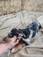 Jesse 2026 Female 1, a male Catahoula Leopard Dog for sale in Cumby, TX – 8 of 10