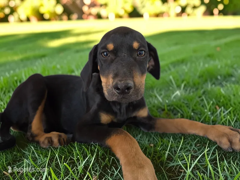 Gypsie 2026 Female 3 – Catahoula Leopard Dog puppy for sale in Cumby, TX