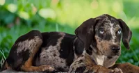 Tigger 2026 Male 1, a male Catahoula Leopard Dog for sale in Cumby, TX – 8 of 10