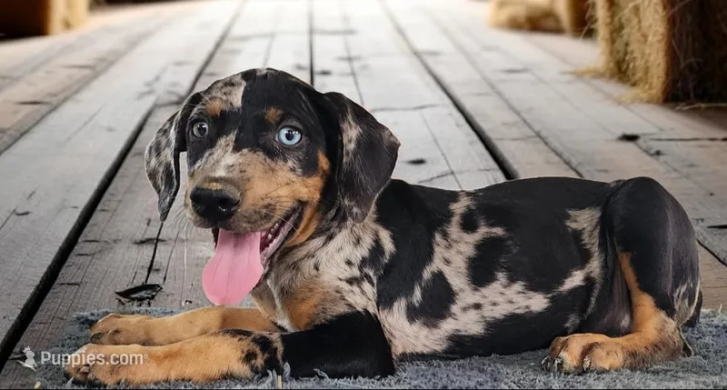 Bug 2026 Female 1 – Catahoula Leopard Dog puppy for sale in Cumby, TX