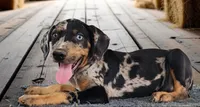 Bug 2026 Female 1, a female Catahoula Leopard Dog for sale in Cumby, TX – 1 of 10