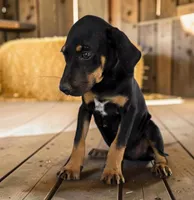 Gypsie 2026 Female 4, a female Catahoula Leopard Dog for sale in Cumby, TX – 6 of 8