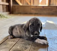 Aspen 2026 Male 3, a male Anatolian Shepherd Dog for sale in Cumby, TX – 3 of 5