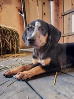 Bug 2026 Male 1, a male Catahoula Leopard Dog for sale in Cumby, TX – 5 of 7
