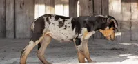 Jesse 2026 Female 1, a male Catahoula Leopard Dog for sale in Cumby, TX – 7 of 10
