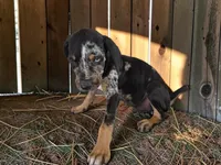 Gypsie 2026 Male 2, a male Catahoula Leopard Dog for sale in Cumby, TX – 4 of 10