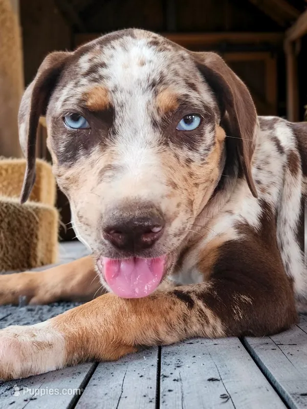 Moon Shine 2026 Female 2 – Catahoula Leopard Dog puppy for sale in Cumby, TX