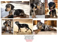 Jesse 2026 Male 1, a male Catahoula Leopard Dog for sale in Cumby, TX – 8 of 9