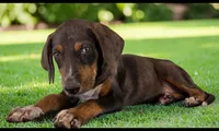 Gypsie 2026 Female 1, a female Catahoula Leopard Dog for sale in Cumby, TX – 1 of 10