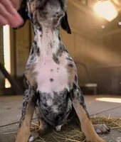 Gypsie 2026 Male 3, a male Catahoula Leopard Dog for sale in Cumby, TX – 8 of 10