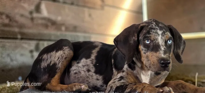 Tigger 2026 Male 1 – Catahoula Leopard Dog puppy for sale in Cumby, TX