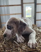 Duchess 2026 Male 1, a male Catahoula Leopard Dog for sale in Cumby, TX – 8 of 8