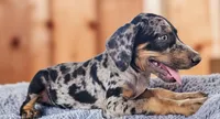 Bug 2026 Female 1, a female Catahoula Leopard Dog for sale in Cumby, TX – 4 of 10