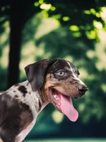 Bug 2026 Male 3, a male Catahoula Leopard Dog for sale in Cumby, TX – 2 of 6