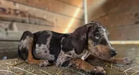 Tigger 2026 Male 1, a male Catahoula Leopard Dog for sale in Cumby, TX – 4 of 10