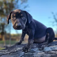 Tracy Female 5, a female Catahoula Leopard Dog for sale in Cumby, TX – Photo 5 of 7