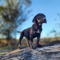 Tracy Female 5, a female Catahoula Leopard Dog for sale in Cumby, TX – Photo 7 of 7