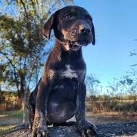 Tracy Female 5, a female Catahoula Leopard Dog for sale in Cumby, TX – Photo 1 of 7