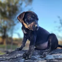 Tracy Female 5, a female Catahoula Leopard Dog for sale in Cumby, TX – Photo 3 of 7