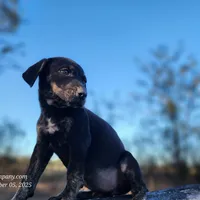 Tracy Female 5, a female Catahoula Leopard Dog for sale in Cumby, TX – Photo 4 of 7
