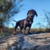 Tracy Female 5, a female Catahoula Leopard Dog for sale in Cumby, TX – Photo 6 of 7
