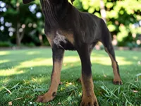 Gypsie 2026 Female 2, a female Catahoula Leopard Dog for sale in Cumby, TX – 9 of 10