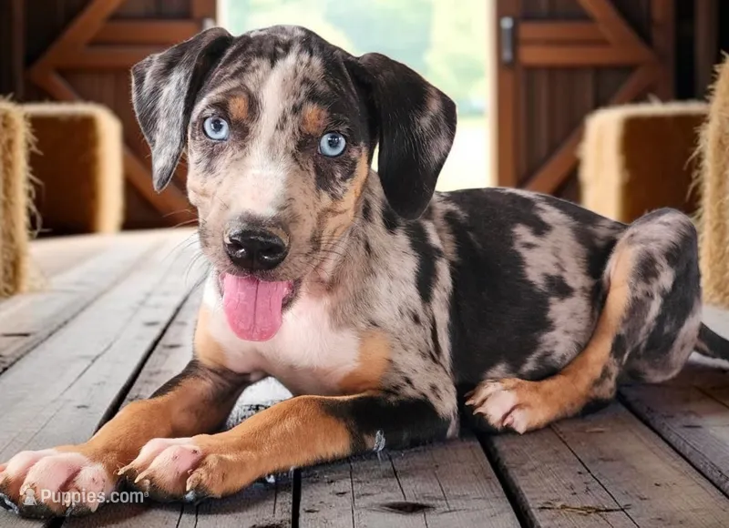 Bug 2026 Male 2 – Catahoula Leopard Dog puppy for sale in Cumby, TX