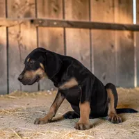 Moon Shine 2026 Male 3, a male Catahoula Leopard Dog for sale in Cumby, TX – 4 of 7