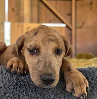 Tigger 2026 Female 2, a female Catahoula Leopard Dog for sale in Cumby, TX – 10 of 10