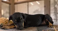 Gypsie 2026 Female 2, a female Catahoula Leopard Dog for sale in Cumby, TX – 5 of 10