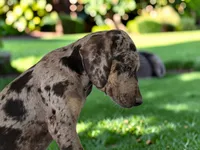 Tigger 2026 Male 2, a male Catahoula Leopard Dog for sale in Cumby, TX – 8 of 10