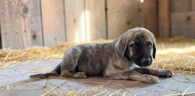 Aspen 2026 Male 1 – Anatolian Shepherd Dog puppy for sale in Cumby, TX