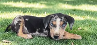 Moon Shine 2026 Male 1, a male Catahoula Leopard Dog for sale in Cumby, TX – 2 of 6