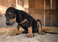 Moon Shine 2026 Male 3, a male Catahoula Leopard Dog for sale in Cumby, TX – 6 of 7