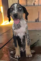 Tigger 2026 Male 3, a male Catahoula Leopard Dog for sale in Cumby, TX – 10 of 10