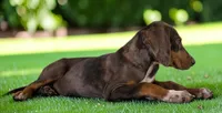 Gypsie 2026 Female 1, a female Catahoula Leopard Dog for sale in Cumby, TX – 4 of 10