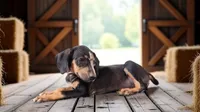 Bug 2026 Male 1, a male Catahoula Leopard Dog for sale in Cumby, TX – 2 of 7